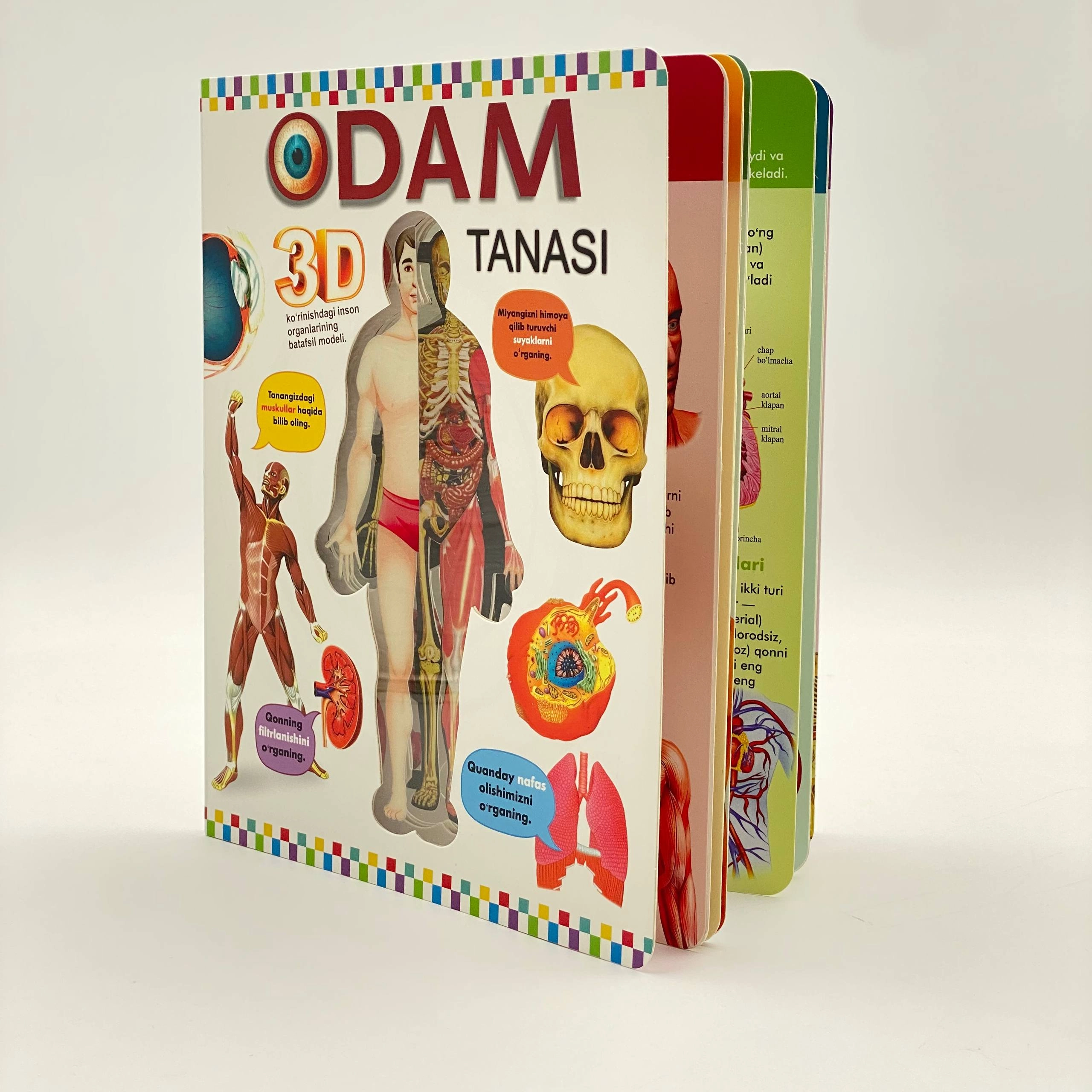 Odam tanasi. 3D ko'rinishidagi inson organlarining batafsil modeli arzon