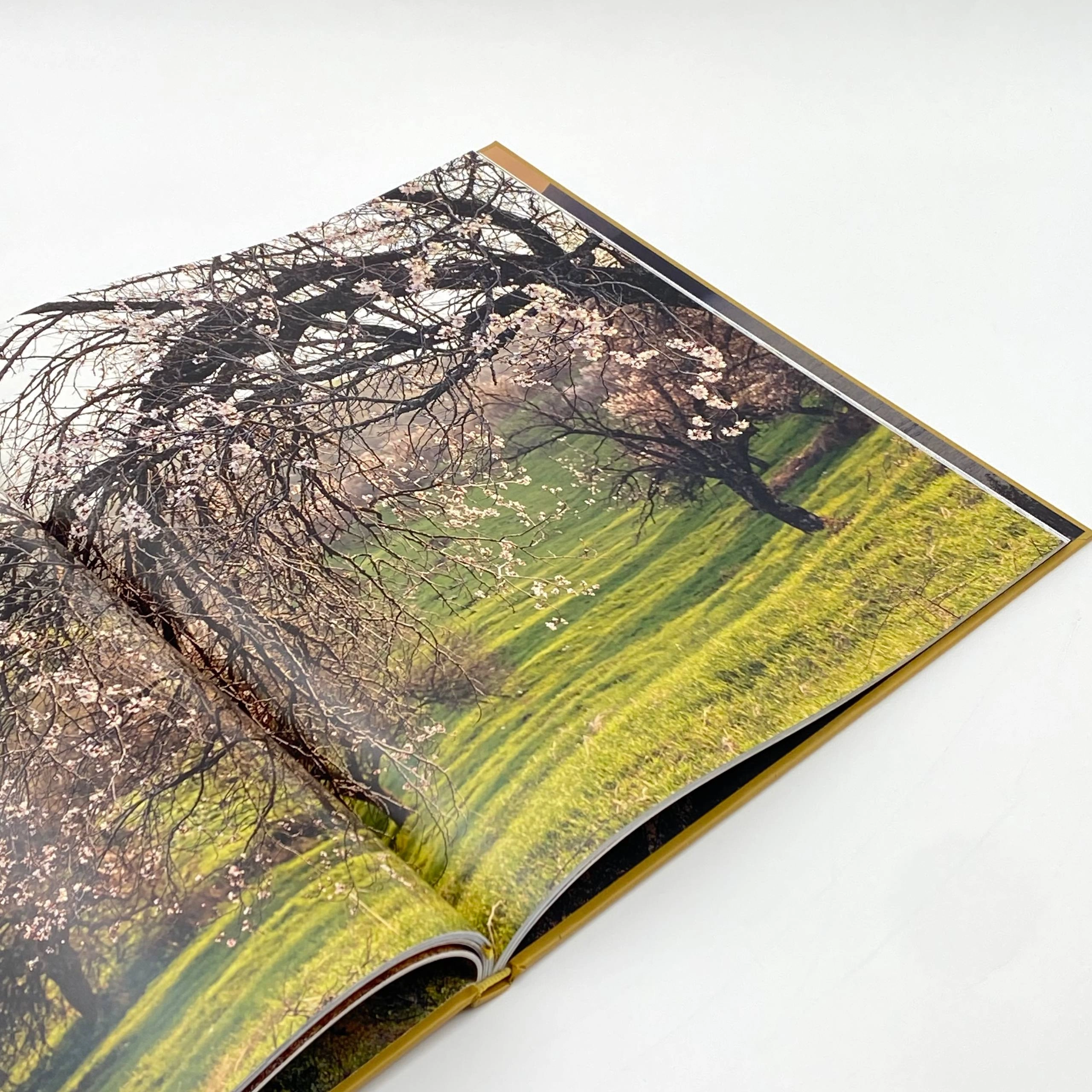 Uzbekistan Seasons album book narxi