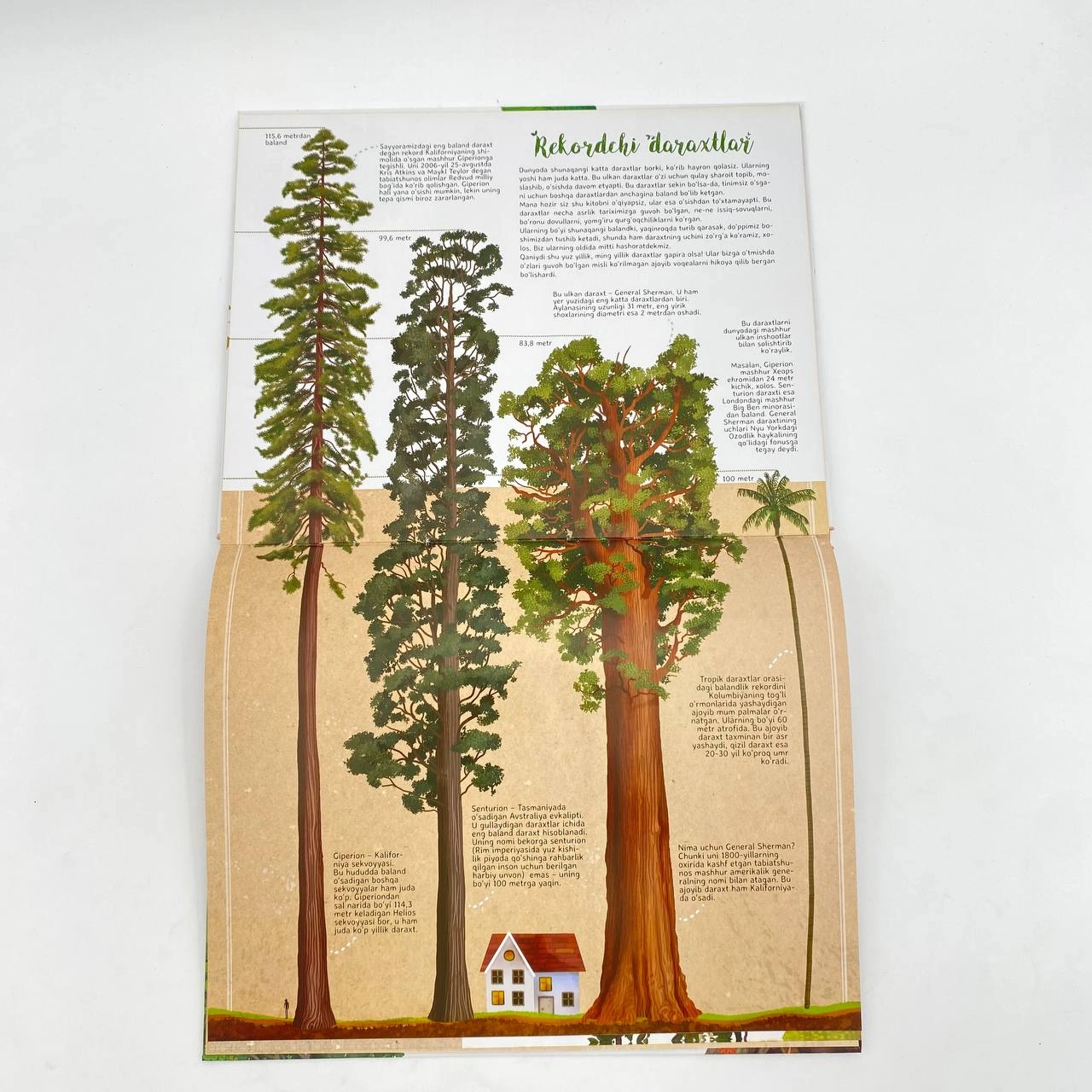 Дарахтлар: "Яшил ўпка"миз билан яқиндан танишинг! цена