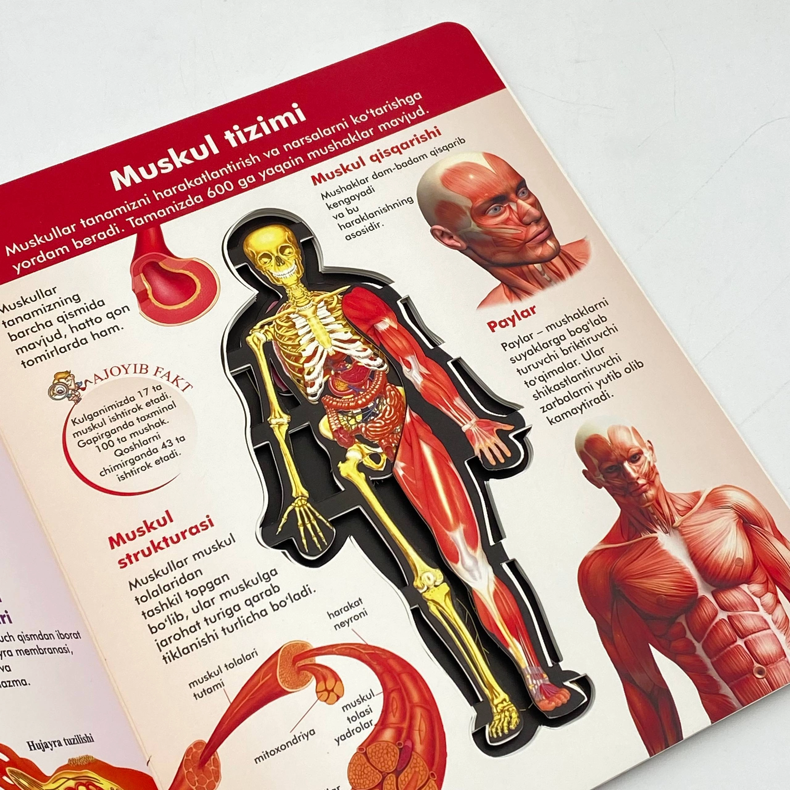 Одам танаси. 3Д кўринишидаги инсон органларининг батафсил модели онлайн