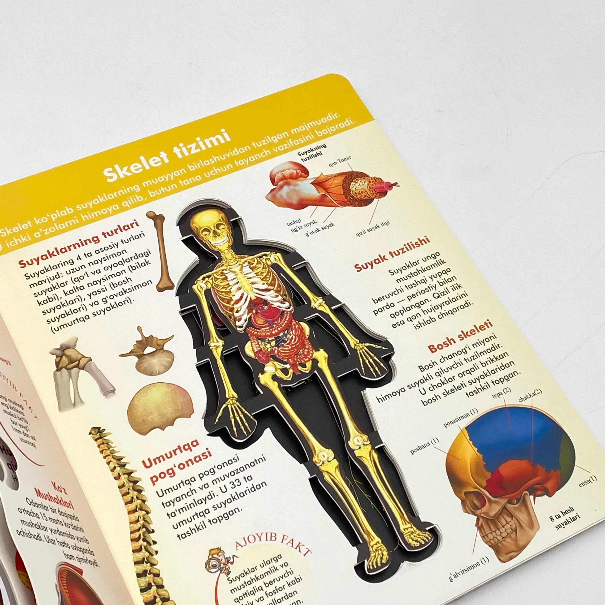 Одам танаси. 3Д кўринишидаги инсон органларининг батафсил модели рассрочка