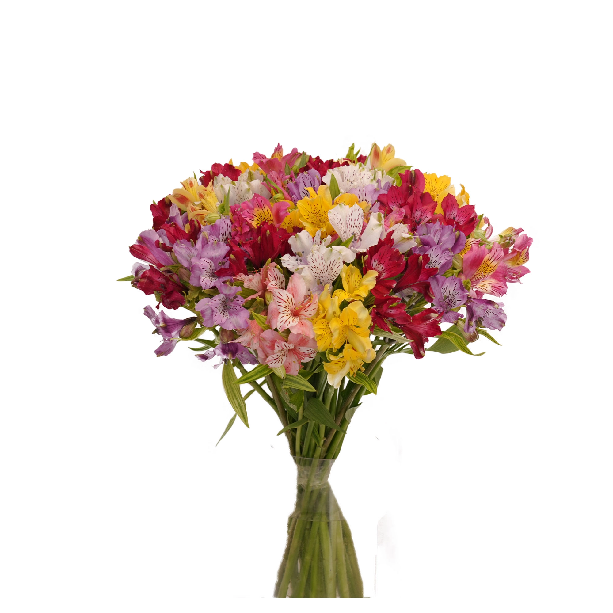 "Alstroemeria" guldastasi (25 dona) arzon