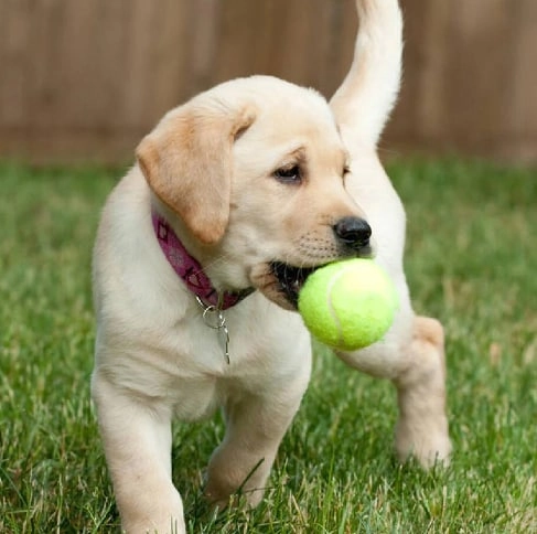 Welkin A187 Tennis to'pi narxi