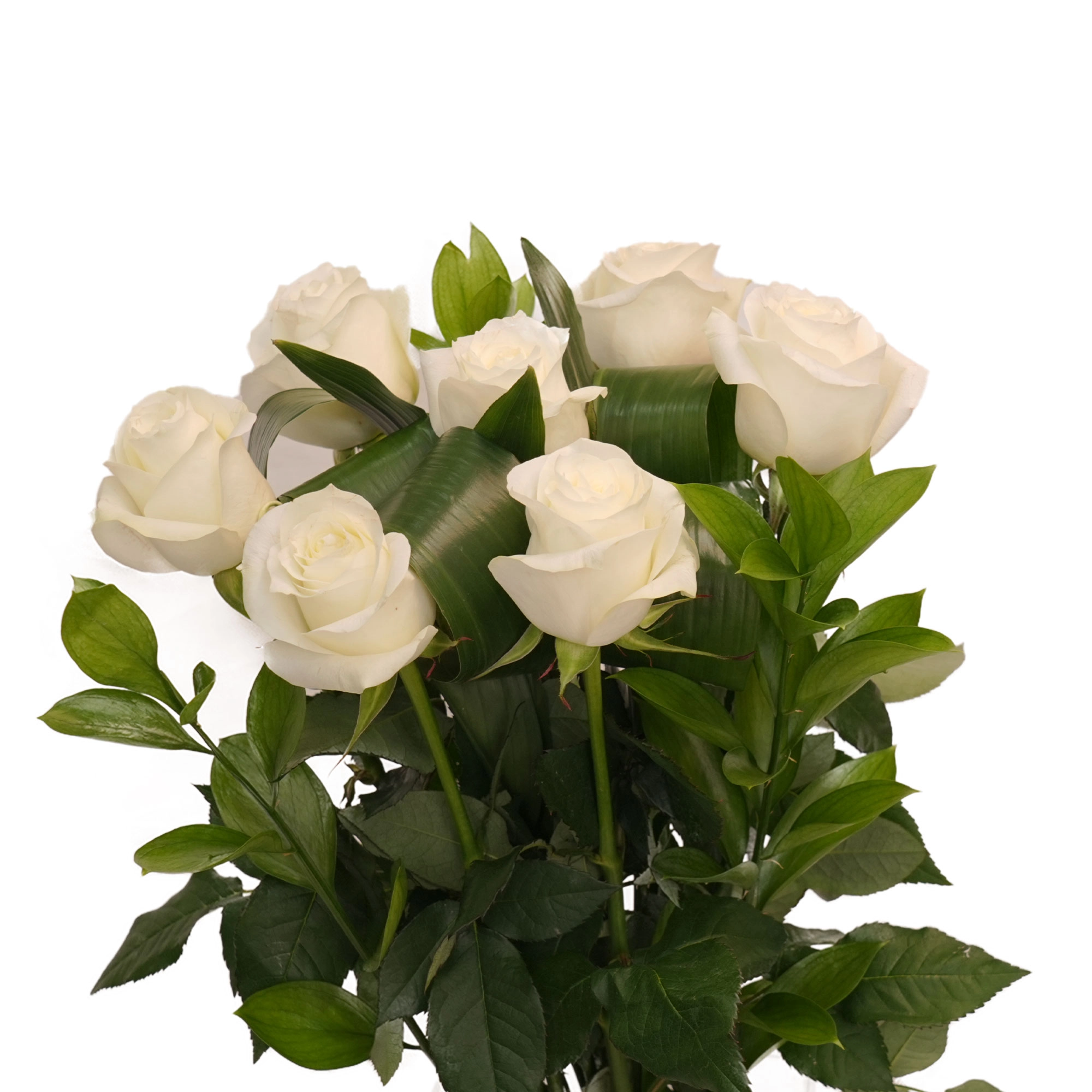 "Oq atirgul" guldastasi (7 dona) sotib olish