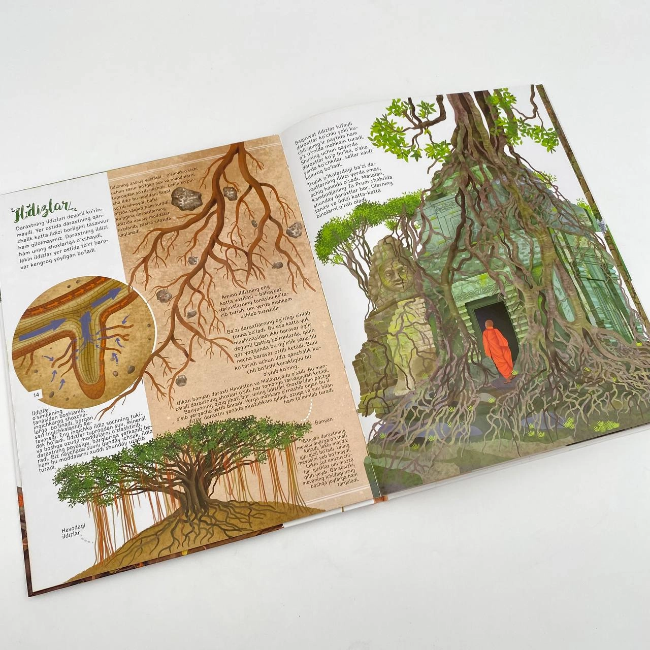 Дарахтлар: "Яшил ўпка"миз билан яқиндан танишинг! онлайн