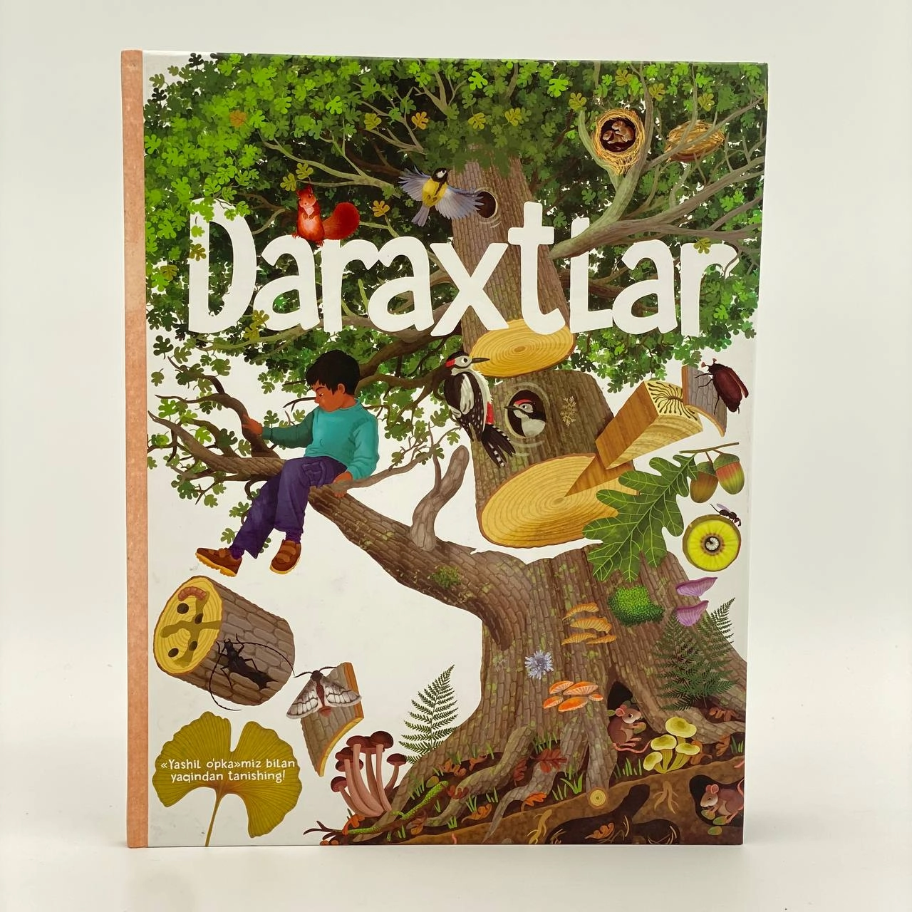 Дарахтлар: "Яшил ўпка"миз билан яқиндан танишинг! купить