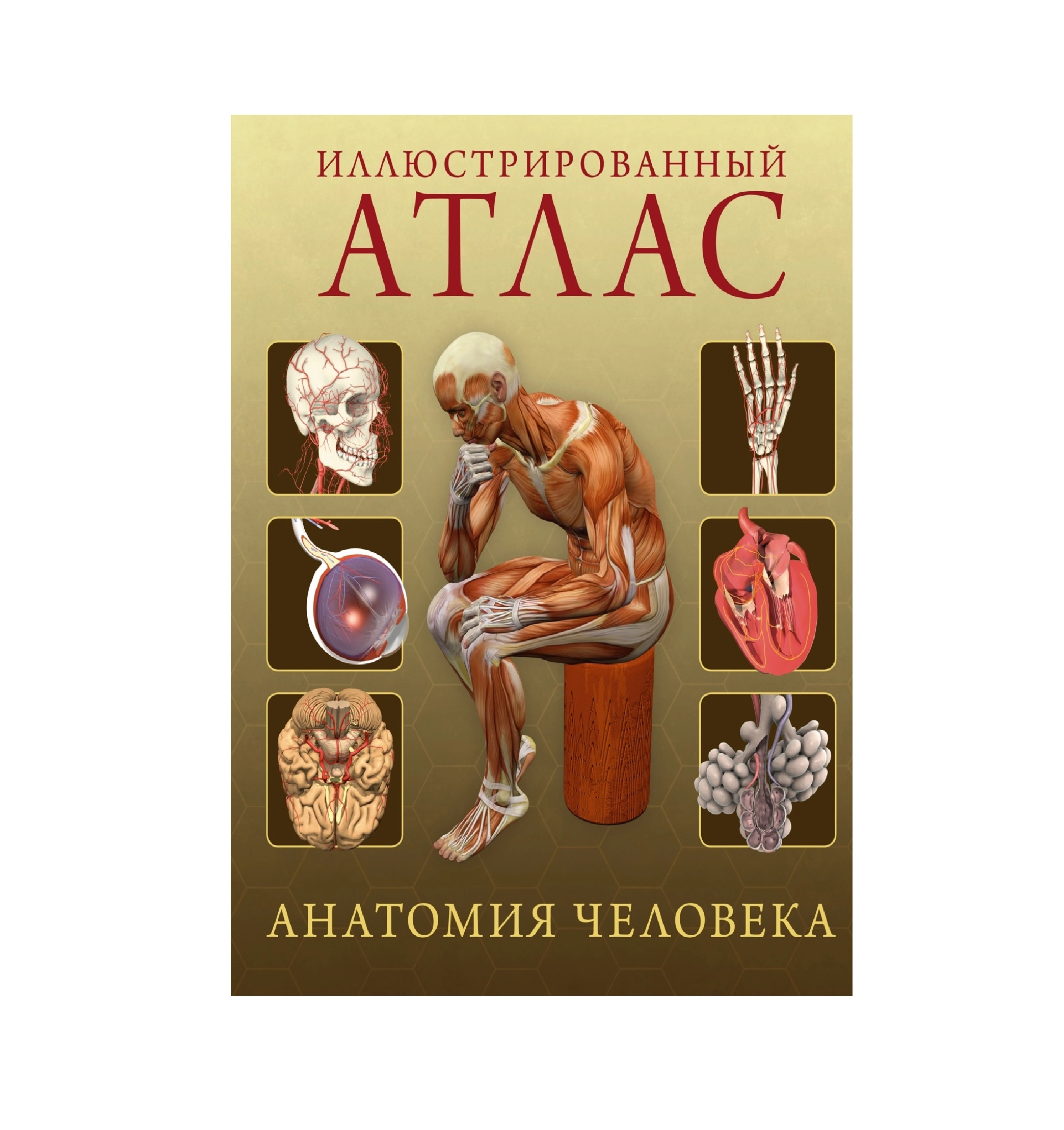 Иллюстрированный Атлас Анатомия Человек sotib olish