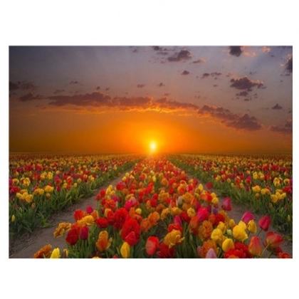 "Lolazor" 50x40 sm Y5756 &ndash; raqamlar bo&lsquo;yicha bo&lsquo;yaluvchi surat